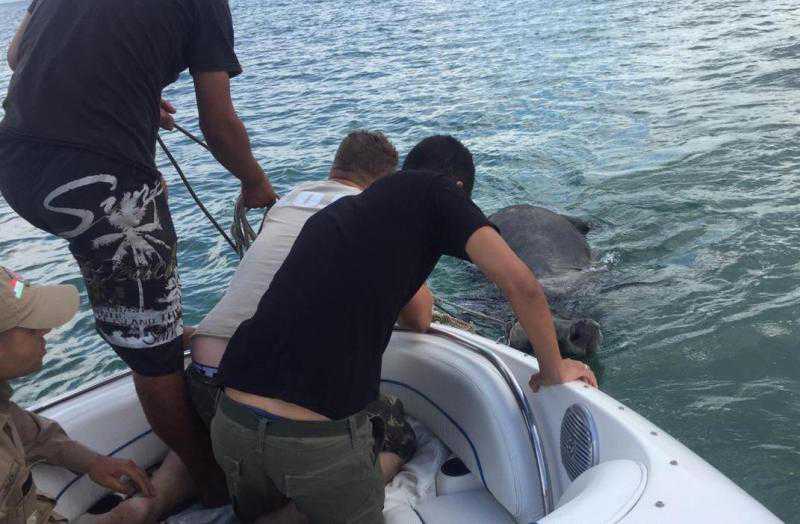 Animal é resgatado do mar após suspeita de prática de farra do boi em Bombinhas, SC