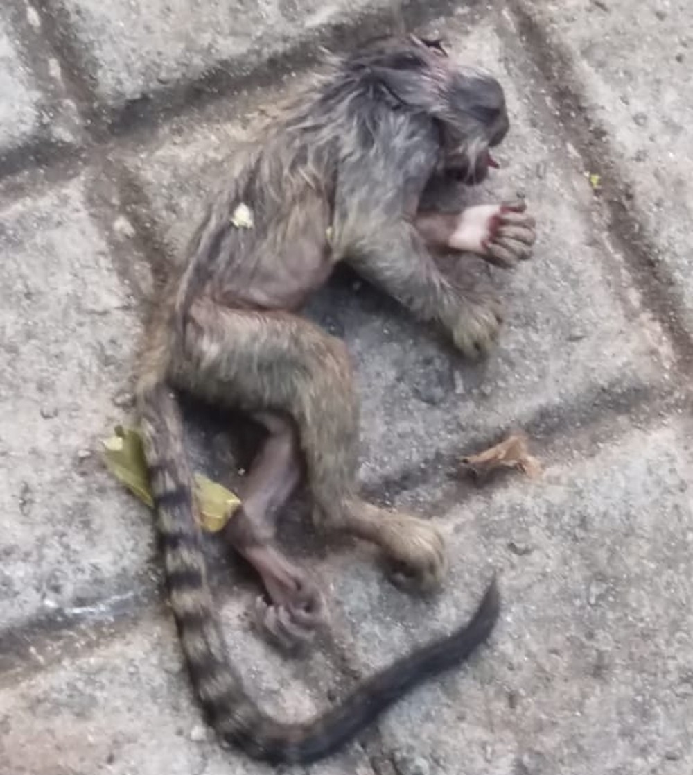 Filhotes de macacos são encontrados mortos em Santos, SP