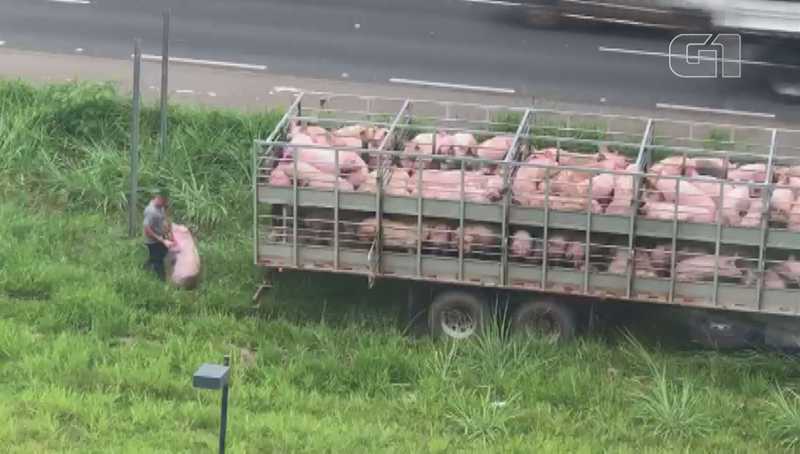 Vídeo mostra resgate de porco que pulou de caminhão em rodovia de Americana, SP; homem chuta animais