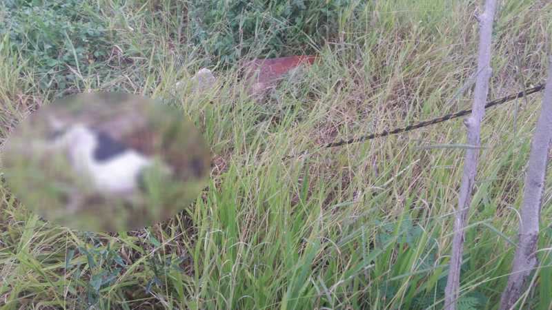 Homem denuncia filho por matar cachorra da família a pedradas em Avaré, SP