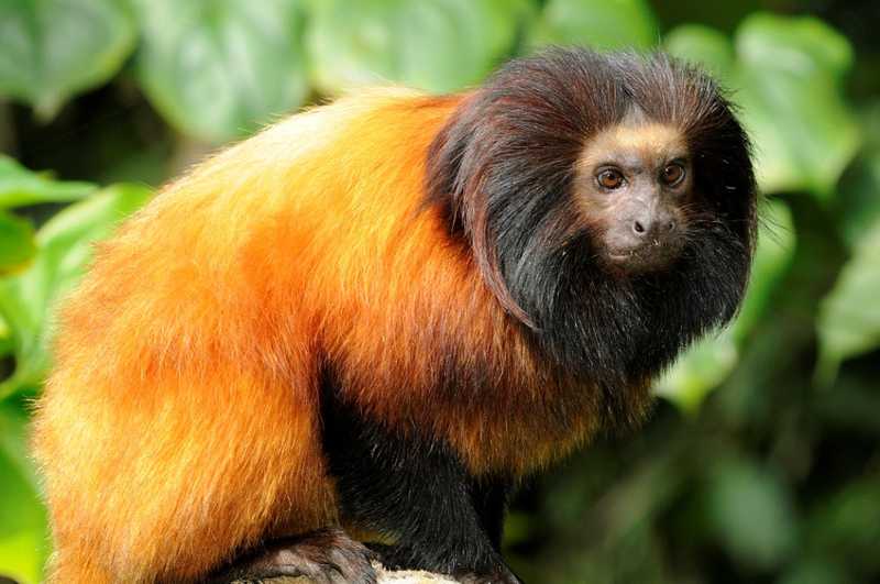 Brasileiros se unem para salvar os últimos 400 micos-da-cara-preta do planeta