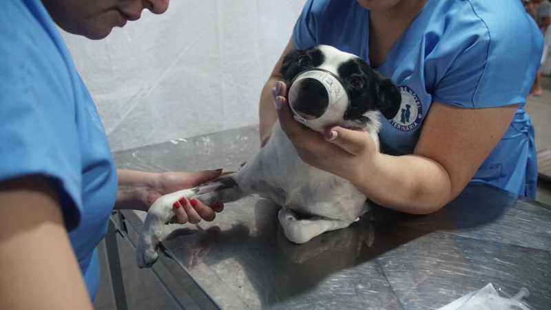 CCZ disponibiliza 40 vagas para castração gratuita de cães e gatos em Caraguatatuba, SP
