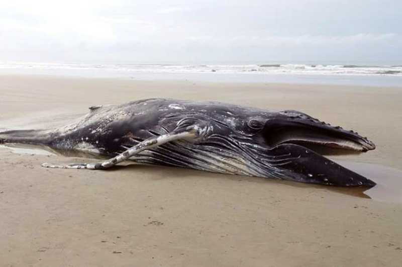 Baleia-jubarte de duas toneladas é encontrada encalhada em praia de SP