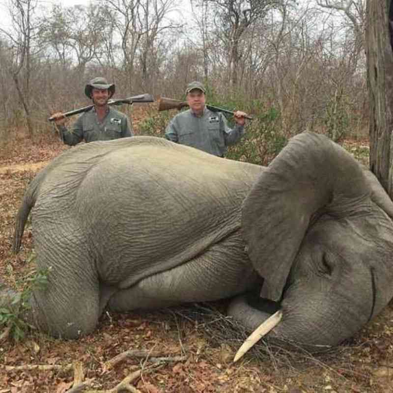 Caçadores matam um jovem elefante e ainda sorriem orgulhosos com suas armas