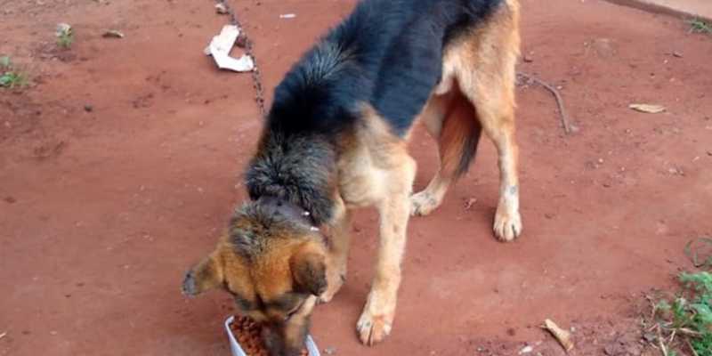 Polícia Civil e ONG resgatam cachorro sem água e comida em São Gabriel do Oeste, MS