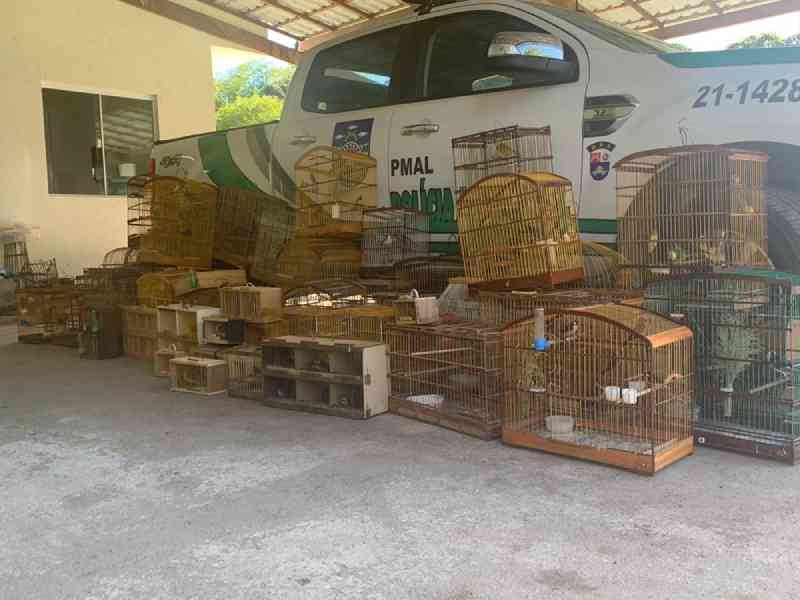 Batalhão Ambiental resgata 208 pássaros silvestres em Maceió e no interior de AL