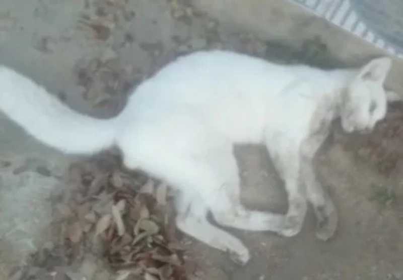 Comunidade fica revoltada com matança de gatos em Arapiraca, AL