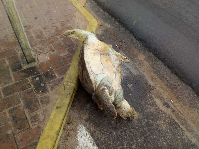Tartaruga é encontrada morta no calçadão da Praia de Jatiúca, em Maceió