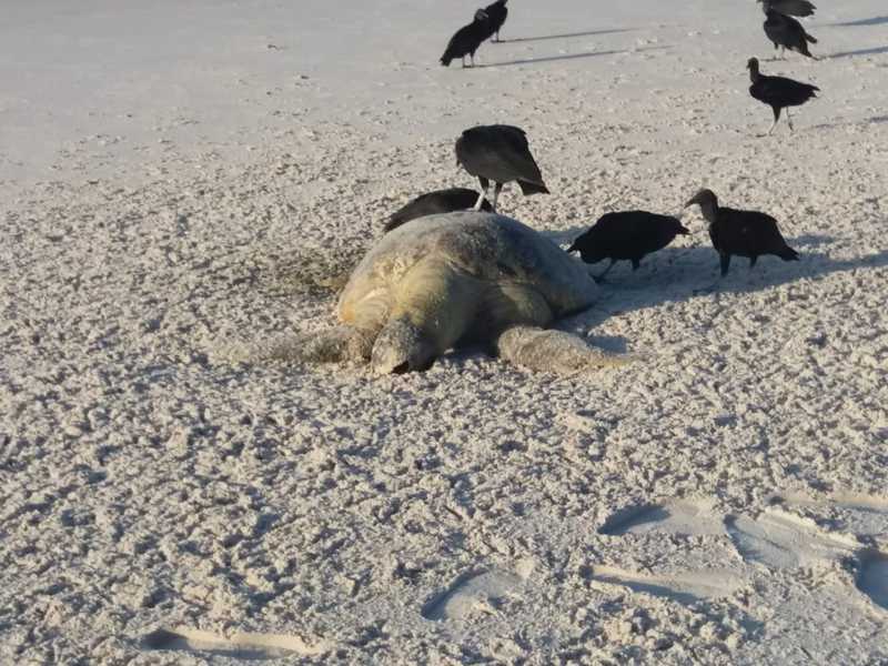 Tartaruga é encontrada morta na Praia do Pontal, em Maceió