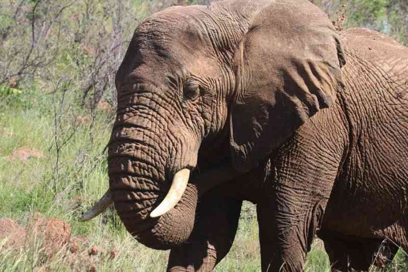 África: três países tentam reverter a proibição da venda de marfim