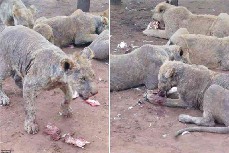 Imagens terríveis de leões maltratados, criados para serem acariciados por turistas