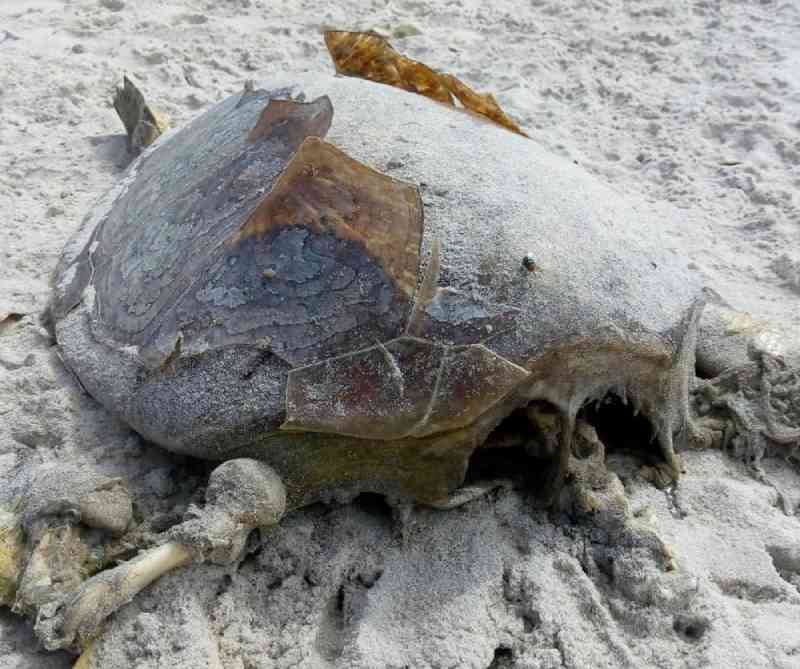 Tartaruga é encontrada morta em praia no sul da Bahia; sobe para 68 número de casos na região