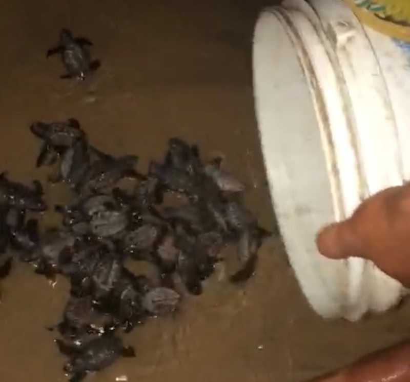 Cerca de 70 filhotes de tartarugas são encontrados em barraca de praia e conduzidos ao mar na Grande Fortaleza; veja vídeo