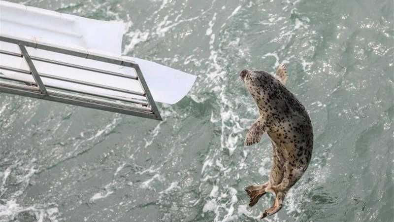 Filhotes de focas são soltos em mar da China após serem resgatados de caçadores ilegais