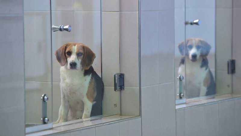 Empresas popularizam clonagem de cães farejadores e causam sofrimento na Coreia do Sul