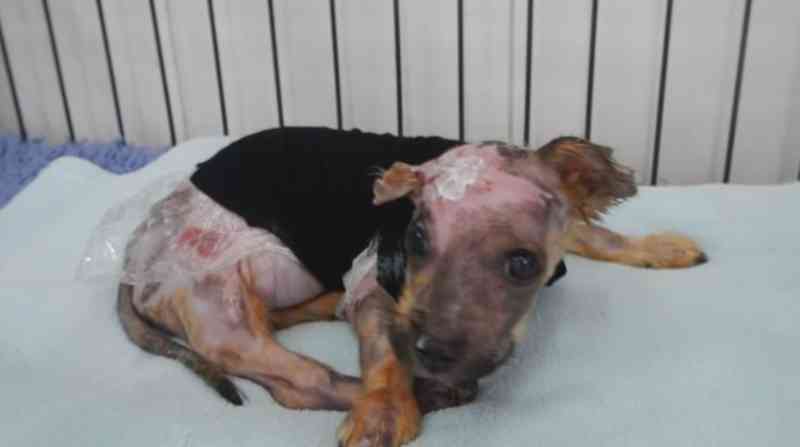 Cachorrinho que foi queimado vivo e jogado de uma sacada tem uma recuperação milagrosa