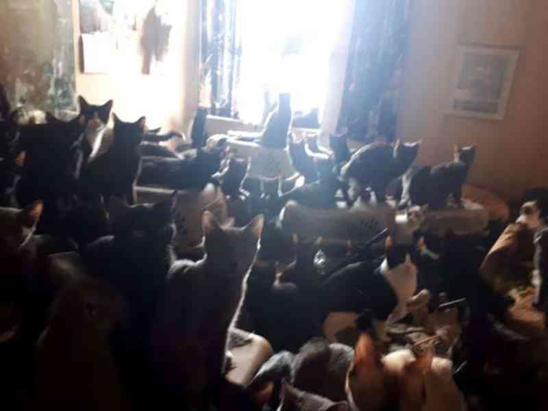 Pessoas descobrem 300 gatos vivendo em um apartamento de dois quartos no Canadá