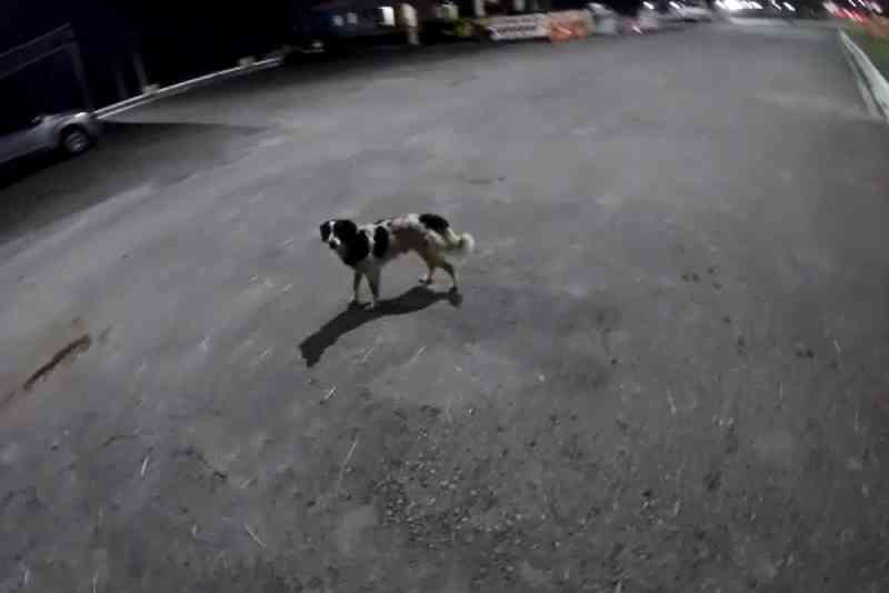 Cachorro ‘pede ajuda’ a policiais para atravessar rodovia no DF; veja vídeo