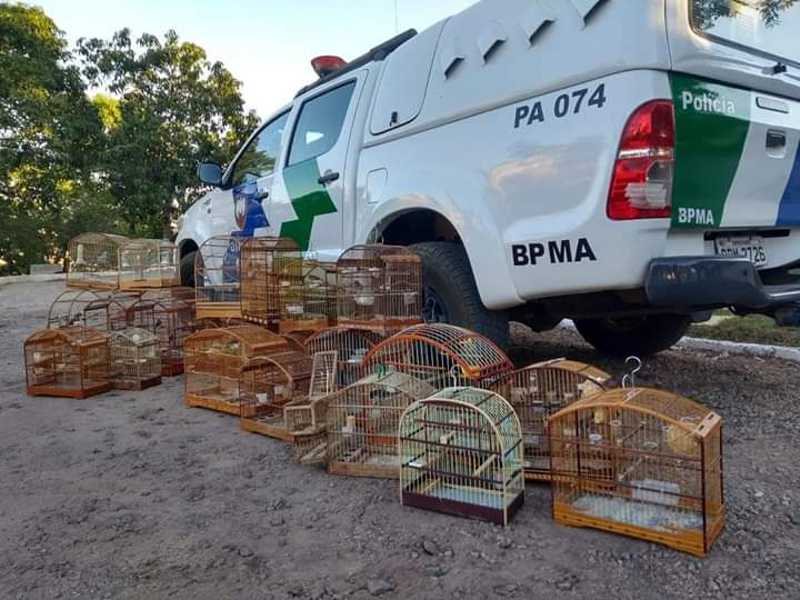 Polícia Ambiental apreende animais da fauna silvestre em Colatina, ES