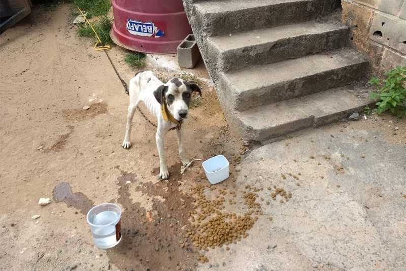 Cachorro que sofria maus-tratos é resgatado em Vila Velha, ES