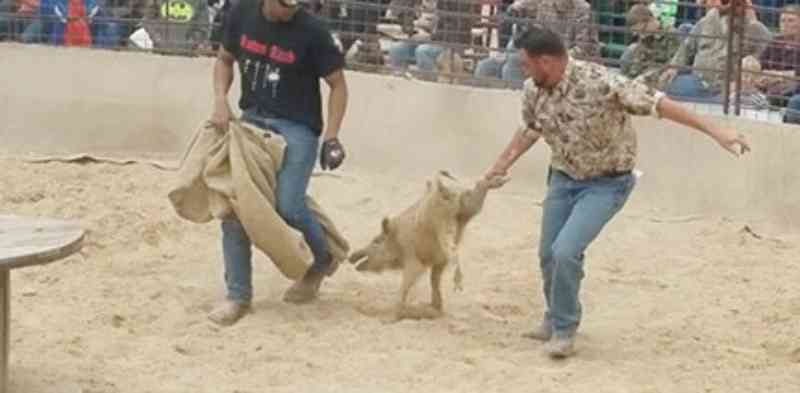 Um festival único no mundo, onde o objetivo é ‘torturar porcos’