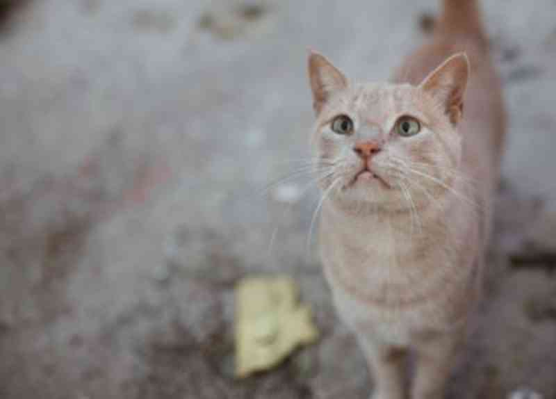 Punição para ‘assassino de gatos’ acusado de torturar animais de estimação até a morte