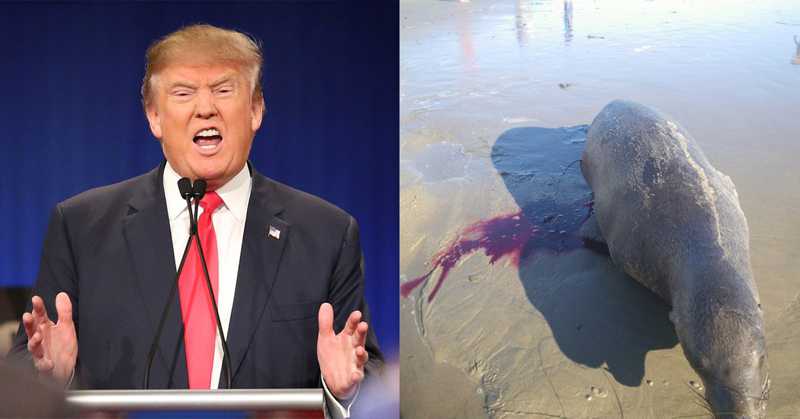 Donald Trump autoriza a caça de leões marinhos a tiros; permite matar milhares de animais