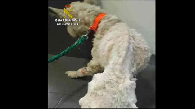 Espanha: um cachorro estava tão desnutrido que quase não conseguia ficar de pé