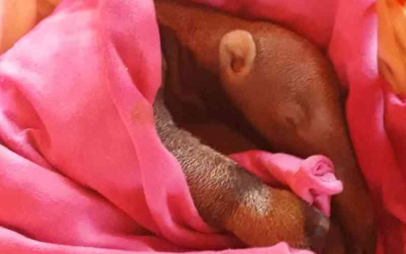 Mulher resgata filhote de tamanduá em estrada e cuida dele até conseguir destino certo, em Cromínia, GO