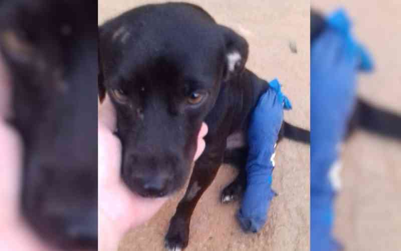 Família busca ajuda para tratamento de cachorro que está com pata dilacerada após atropelamento, em Goiânia