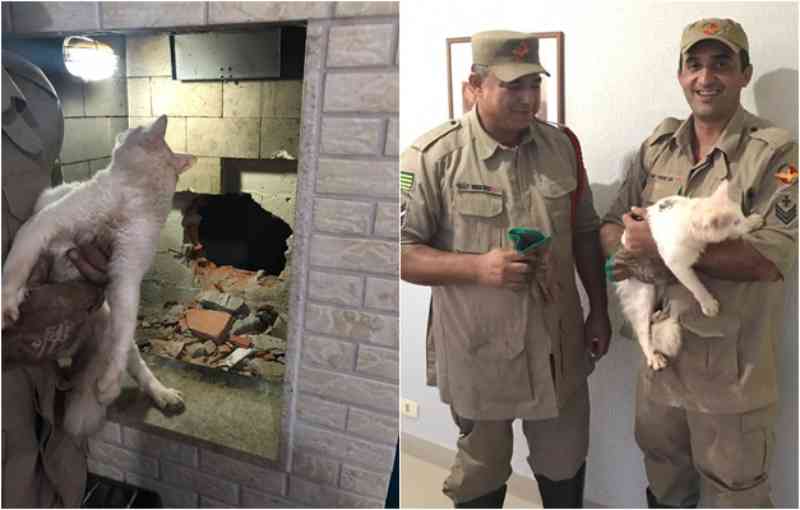 Bombeiros de Itumbiara (GO) resgatam gato preso em chaminé de prédio