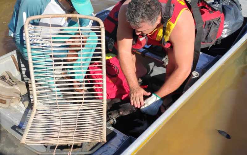 Cachorro é resgatado à deriva no Rio Araguaia, em Aruanã, GO