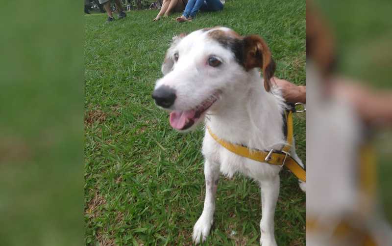 Grupo tenta encontrar lar para cão resgatado na rua após ser abandonado pelos tutores, em Goiânia