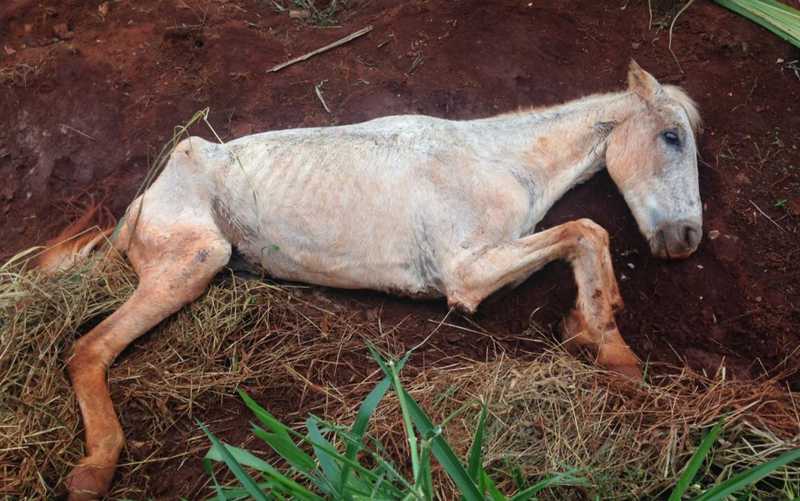Cavalo desnutrido morre após ficar agonizando em área de preservação, em Goiânia