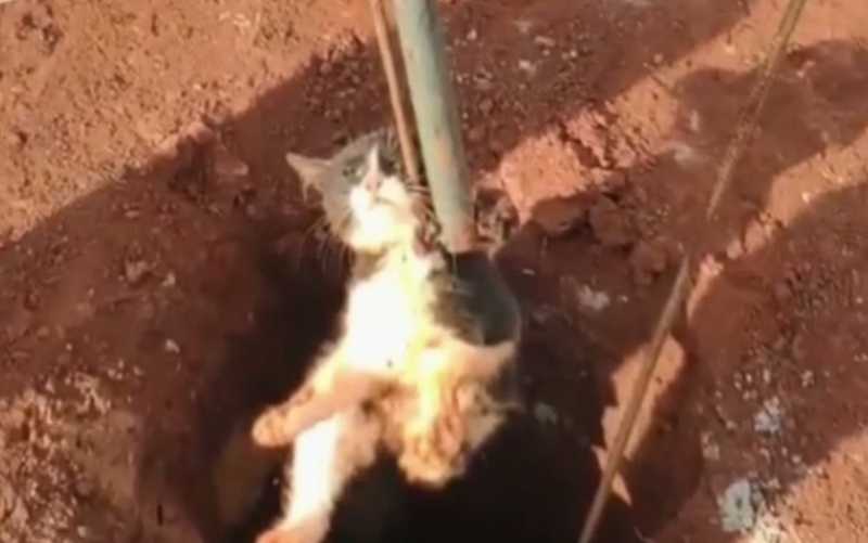 Gato é resgatado de buraco de 3 metros em obra de prédio, em Jataí, GO
