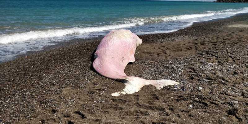 Outra: baleia é encontrada morta na Itália com plástico no estômago