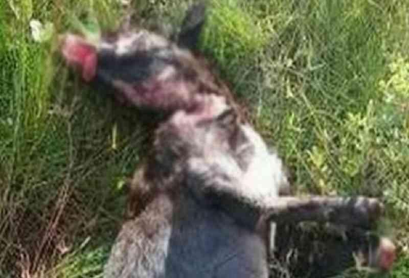Homem agride e mata cadela a facadas no Maranhão; imagens fortes