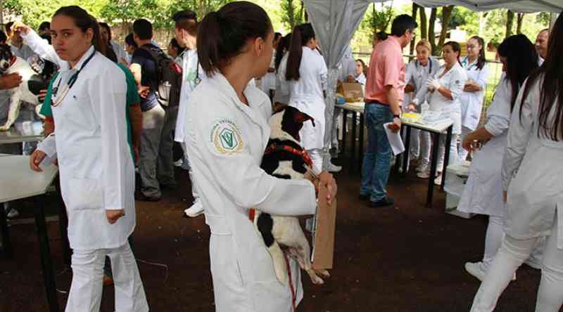 TJMG derruba liminar que suspendeu castrações farmacológicas de animais em Uberaba, MG