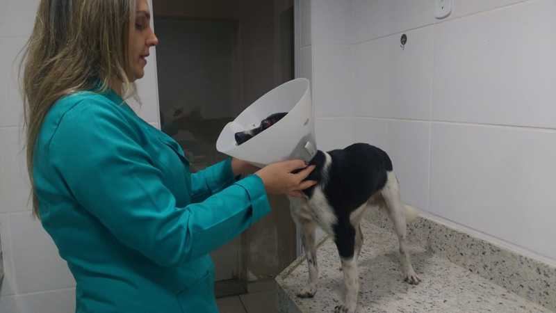 Polícia investiga possível agressão contra cachorro que perdeu a visão de um dos olhos em Governador Valadares, MG