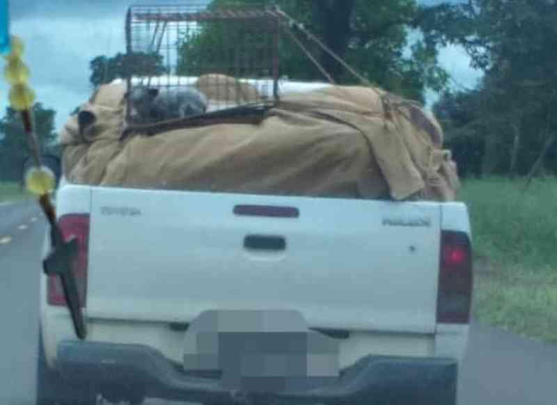 Polícia identifica motorista que transportou filhote em carroceria durante chuva em Anastácio, MS