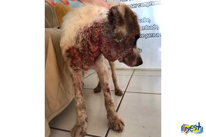 Cachorro adotado é encontrado na rua em péssimas condições, em São Gabriel do Oeste, MS