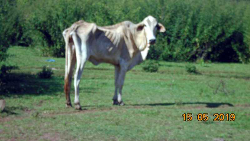 Fazendeiro que abandonou gado em MS perde licença para mexer com animais