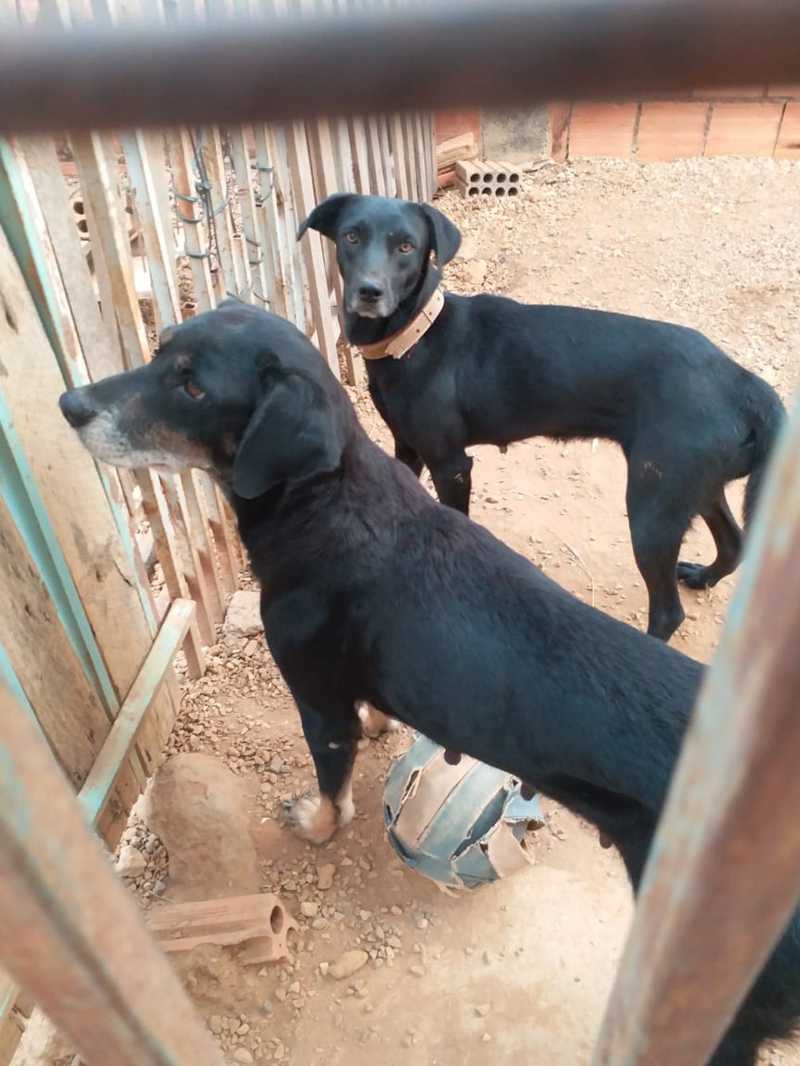 Morador é detido por zoofilia e maus-tratos contra 2 cadelas em MT e ONG resgata animais