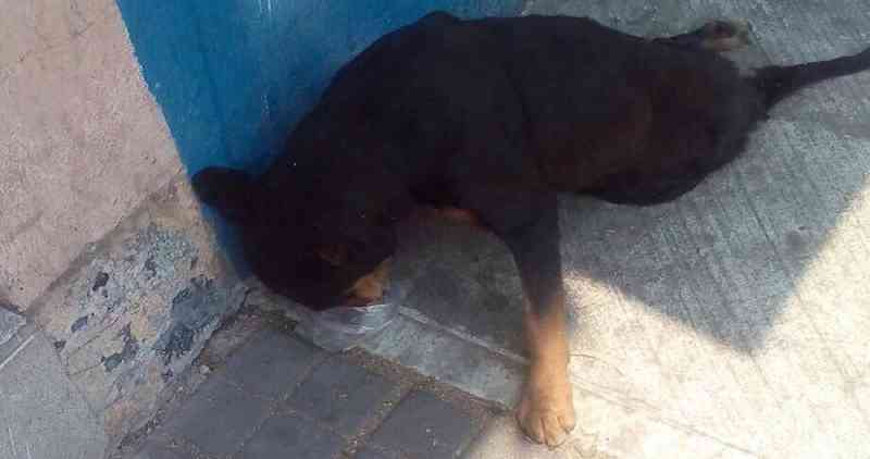 Cachorra cai de telhado e os tutores a abandonam; é resgatada viva, mas em mal estado