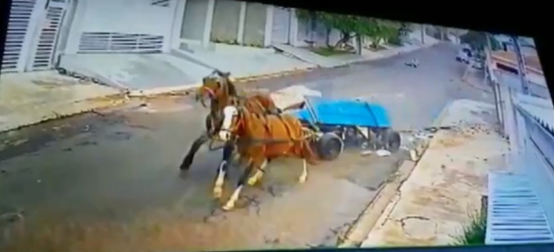 Cavalos disparam e deixam carroceiro para trás em Ponta Grossa, PR; VÍDEO