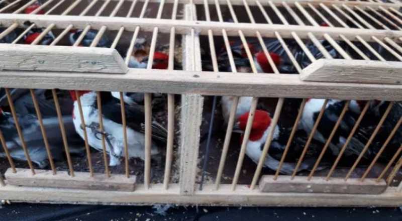 Cinco pessoas são presas e quase 200 aves silvestres são apreendidas em Campina Grande, PB
