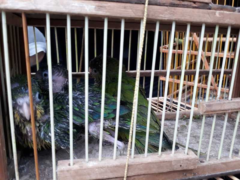 Quase 200 aves silvestres são apreendidas e cinco pessoas são presas em Campina Grande, PB