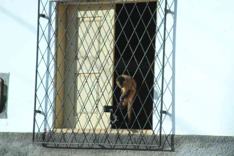 Macaco-prego é flagrado amarrado no sol quente em Teresina, PI