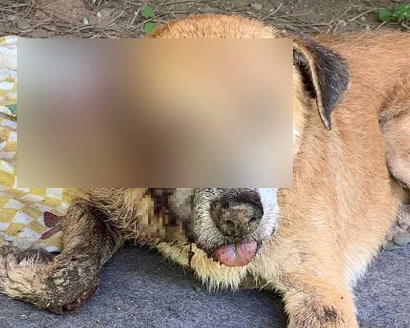 Cão morre após ser atingido com tiro na cabeça, em Teresina; polícia investiga