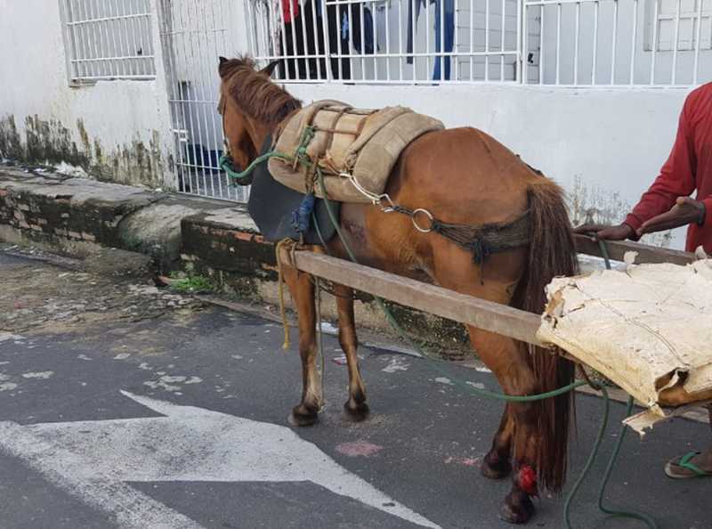 Cavalo ferido é resgatado e carroceiro autuado por maus-tratos em Teresina